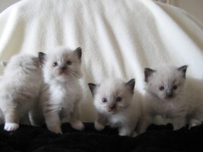 4wk Josette kittens