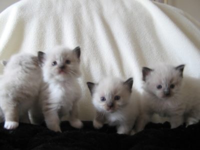 12 week ragdoll store kitten