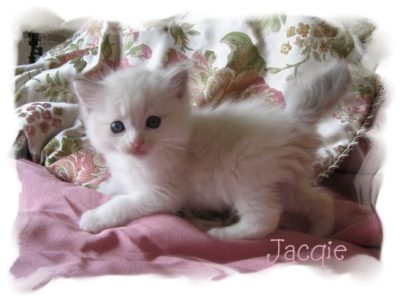 6 wk Jacqie 1