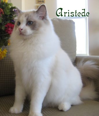 Aristede_cat