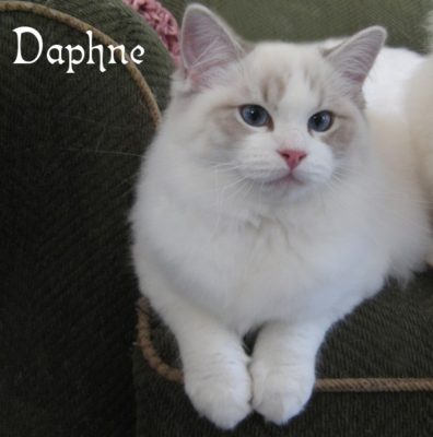 Daphne_cat