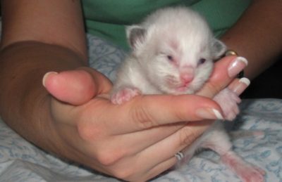 Hand Raised Kittens