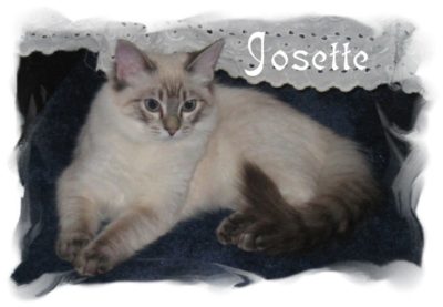 Josette_cat