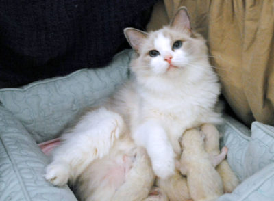 Julia Kittens 5 days old 11