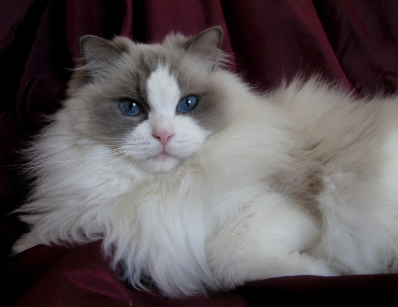 Ragdoll Cat Queens Houston Texas | Regency Ragdolls