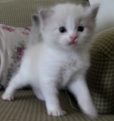 8 week old ragdoll 2024 kitten