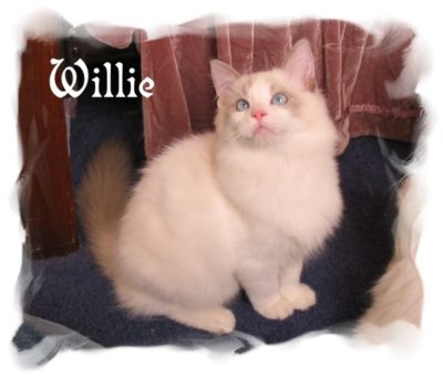 Willie_cat