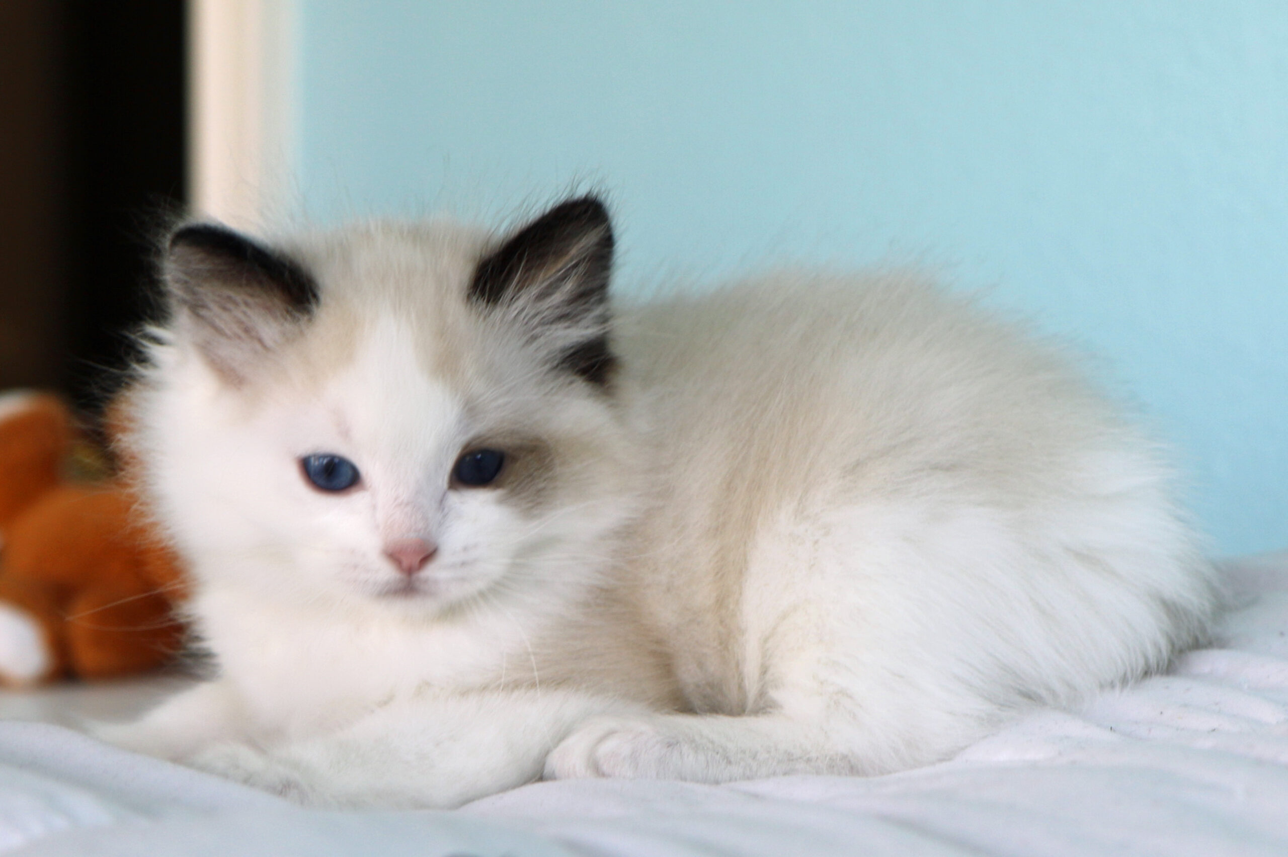 Seal Bicolor Male | Regency Ragdolls